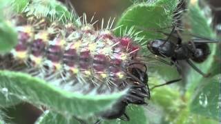 Myrmecophily  Camponotus aethiops attracted by the caterpillars of Tomares ballus [upl. by Kipp]