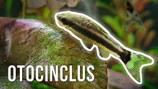 Otocinclus Catfish – Best AlgaeEating Nano Fish [upl. by Ethelyn]