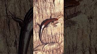 Southeastern FiveLined Skink Catching Some Rays [upl. by Ymereg214]