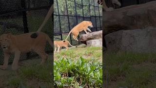 Wild animals wildanimals tiger lion travel mysorezoo forest ytshorts adventure follow [upl. by Gefen]