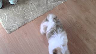 Lhasa Apso training at only 13 weeks [upl. by Silber]