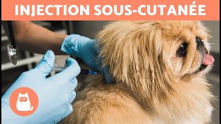 Comment administrer une INJECTION SOUSCUTANÉE à un chien  🐶💉  Explication étape par étape [upl. by Hnamik]