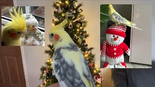 My Cockatiel Loves Christmas 🦜🎄 [upl. by Cutcliffe224]