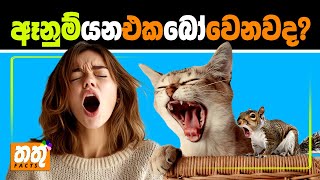 ඈනුම් යන එක බෝ වෙනවද  Is YAWNING contagious  SINHALA infotainment Video  තතුFACTS [upl. by Acimehs669]