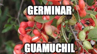 Germinar Guamuchil [upl. by Selinda915]