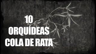 Red Dead Redemption 2 – ¿Dónde obtener 10 Orquídeas Cola de Rata Rat Tail Orchids [upl. by Damian]