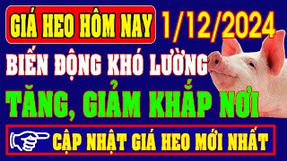 Giá heo hơi hôm nay ngày 1122024  BIẾN ĐỘNG TĂNG GIẢM KHẮP NƠI [upl. by Amikan]