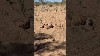 Rattlesnakes Getting It On In The Sand [upl. by Naji]