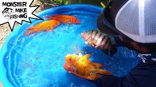 DIY Fish Pool Pond  Monster Mike Fishing [upl. by Anuaik]