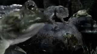 Budweiser Frogs Commercial  Got Canned [upl. by Pylle800]