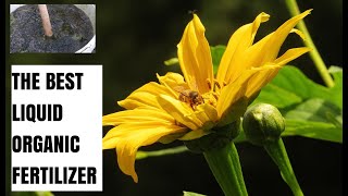 Never Buy Fertilizer Again Just Make It Athome Using Tithonia diversifolia [upl. by Artenahs629]