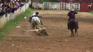 COLEO  Festival Folclórico del Rodeo en Tauramena [upl. by Fryd]