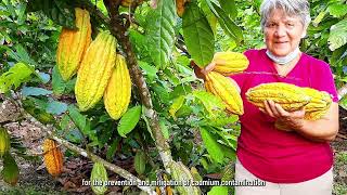 Formación de “Master trainers“ para la prevención y mitigación de cadmio en cacao en el Ecuador [upl. by Alphonso680]