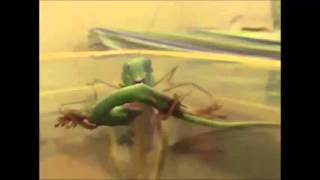 Big Mantis Kills an Anole [upl. by Mersey754]