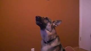 Dugan the talking singing German Shepherd Can you watch this video without smiling [upl. by Pettit8]