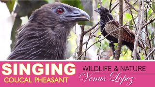 🐦🎵 Coucal Pheasant Singing Part 2 Birding Australia by Venus Lopez [upl. by Harrington252]