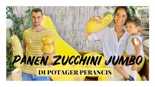 PANEN ZUCCHINI SUPER JUMBO  POTAGER DI PERANCIS  GIANT YELLOW COURGETTE [upl. by Leigha]