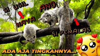 SEHARIAN BARENG ANO amp NAYA SI BINTURONG JAWA  SUPER LUCU DAN GEMESIN [upl. by Annwahs]