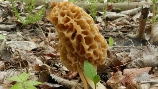 How To Grow Morel Mushrooms [upl. by Ellened]