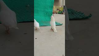 Safed kabutar ki Masti  pigeon kabutarlover ytshort youtubeshort pigeonstar88 [upl. by Bander103]