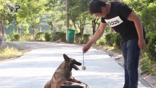 Malinois ATTACK DOG TRAINING BEST DOG WORKING [upl. by Henarat725]