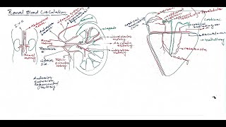 L07Renal blood circulation Excretion [upl. by Braden833]