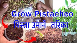 how to grow pistachio plant form grocery pistachio at home [upl. by Susanne]