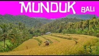 Munduk Bali  Randonnée à Munduk au milieu des rizières [upl. by Camellia971]