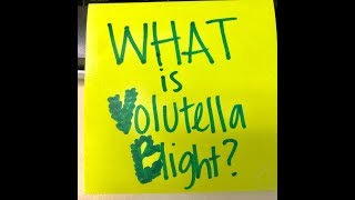 WHAT Wednesday Volutella Blight [upl. by Minsk445]