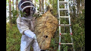 Massive BaldFaced Hornets Nest Removal [upl. by Ebeneser249]