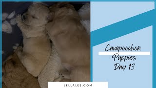 Day 13 in the Life of a Cavapoochon Puppy [upl. by Atazroglam]