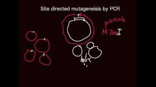 Principle of sitedirected mutagensis by PCR [upl. by Tarryn614]