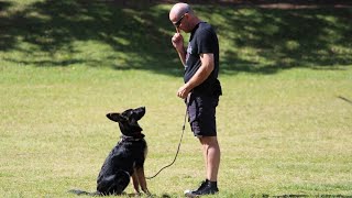 Dog Training Learning How to Be Pack Leader [upl. by Cathe]