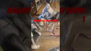 Malamute vs Husky Puppy Round 1 Playtime Showdown [upl. by Anura]