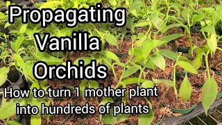 How to Grow and Propagate Vanilla Orchids From Cuttings Tips from a Commercial Orchid Grower [upl. by Wulfe814]