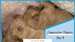 Cavapoochon Puppies 8 Days Old 🐶💕💕💙 [upl. by Brenn674]