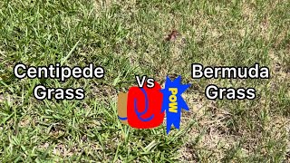 Centipede grass vs Bermuda grass Who will win this fight [upl. by Jaycee]