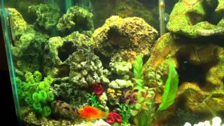 Saltwater amp Freshwater Fish Living Together [upl. by Carrol]