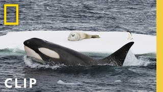 In rare footage humpback whales attempt to disrupt a killer whale hunt in Antarctica [upl. by Nolita]