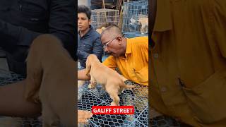 Galiff Street Pet Market। Dog Market shorts Dog petmarket galiffstreet [upl. by Arten]