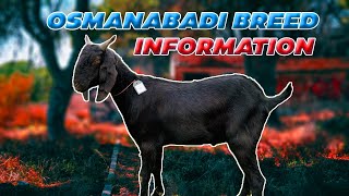 OSMANABADI BAKRO KI JANKARI  BEST MEAT PRODUCTION BREED [upl. by Elliott]