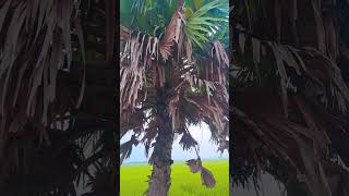 Natural view of bangladesh shortsvideo nature subscriber travel naturalview [upl. by Eimac]