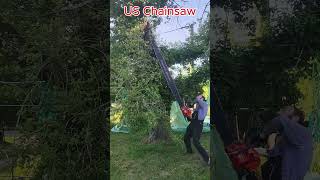 chainsaw  sawing trees 4 treecutting dangeroustreecutting wood drytree sawing fastesttree [upl. by Thornton]