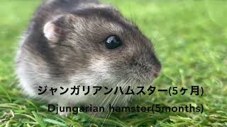 我が家のジャンガリアンハムスターOur Djungarian Hamster [upl. by Whitson296]