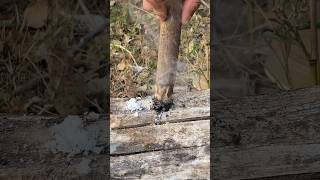 Potassium permanganate and sugar can quickly catch fireoutdoors camping fire shorts lifehacks [upl. by Seravaj368]