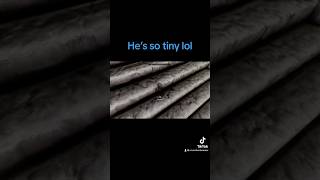 Tiny Nazeem Skyrim Gaming Gamer VideoGames GamingVideos FunnyShorts Games funny lol memes [upl. by Carlstrom]