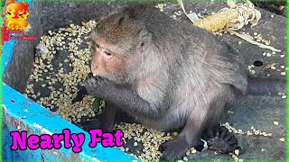 Dont eat too much The monkey is almost fat [upl. by Ramat]