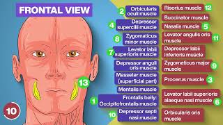 MUSCLES OF FACIAL EXPRESSION  Anatomy Model [upl. by Ylro]