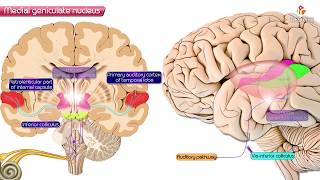 Medial geniculate nucleus of Thalamus  Neuroanatomy [upl. by Akinahs]