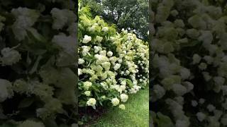 limelight hydrangeas hortensia beautiful garden flower paniculata гортензия сад [upl. by Malamud]